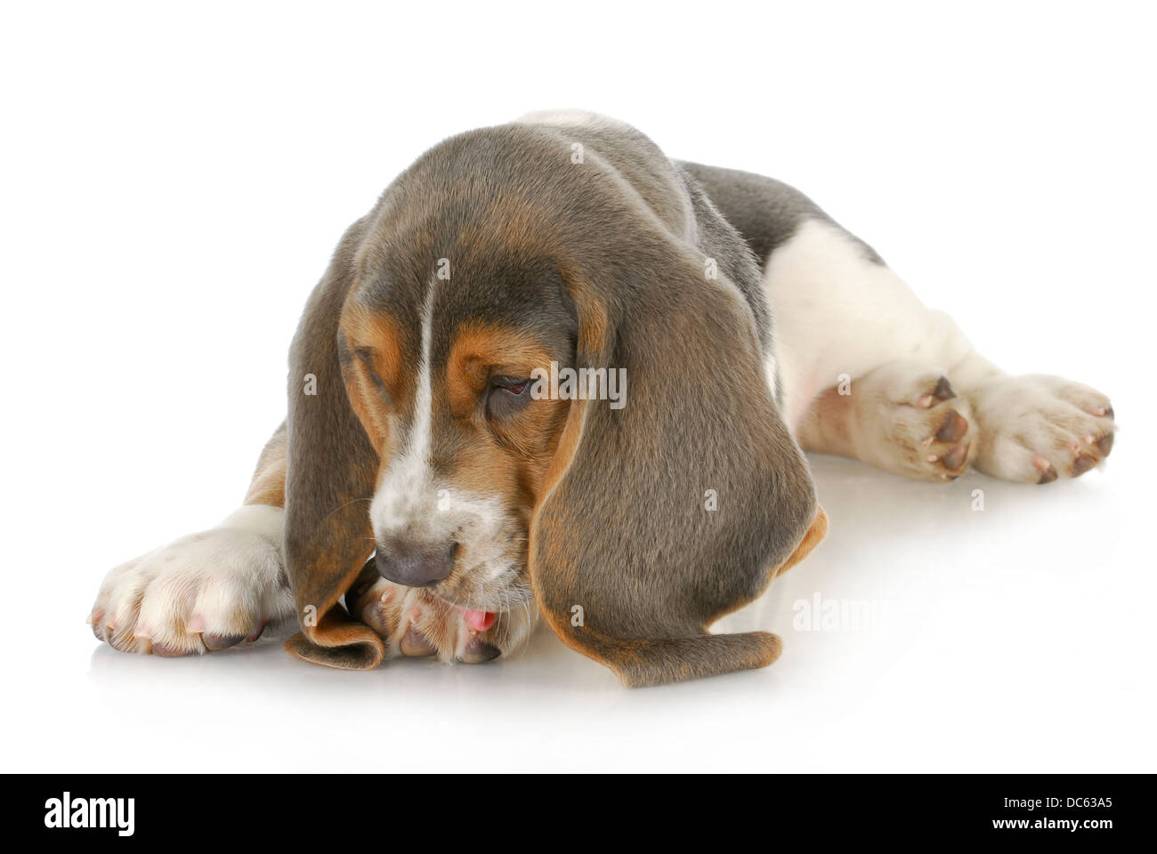Fuß Hund Allergien - Basset Hound Welpe leckt mit möglich Hautallergien  Stockfotografie - Alamy