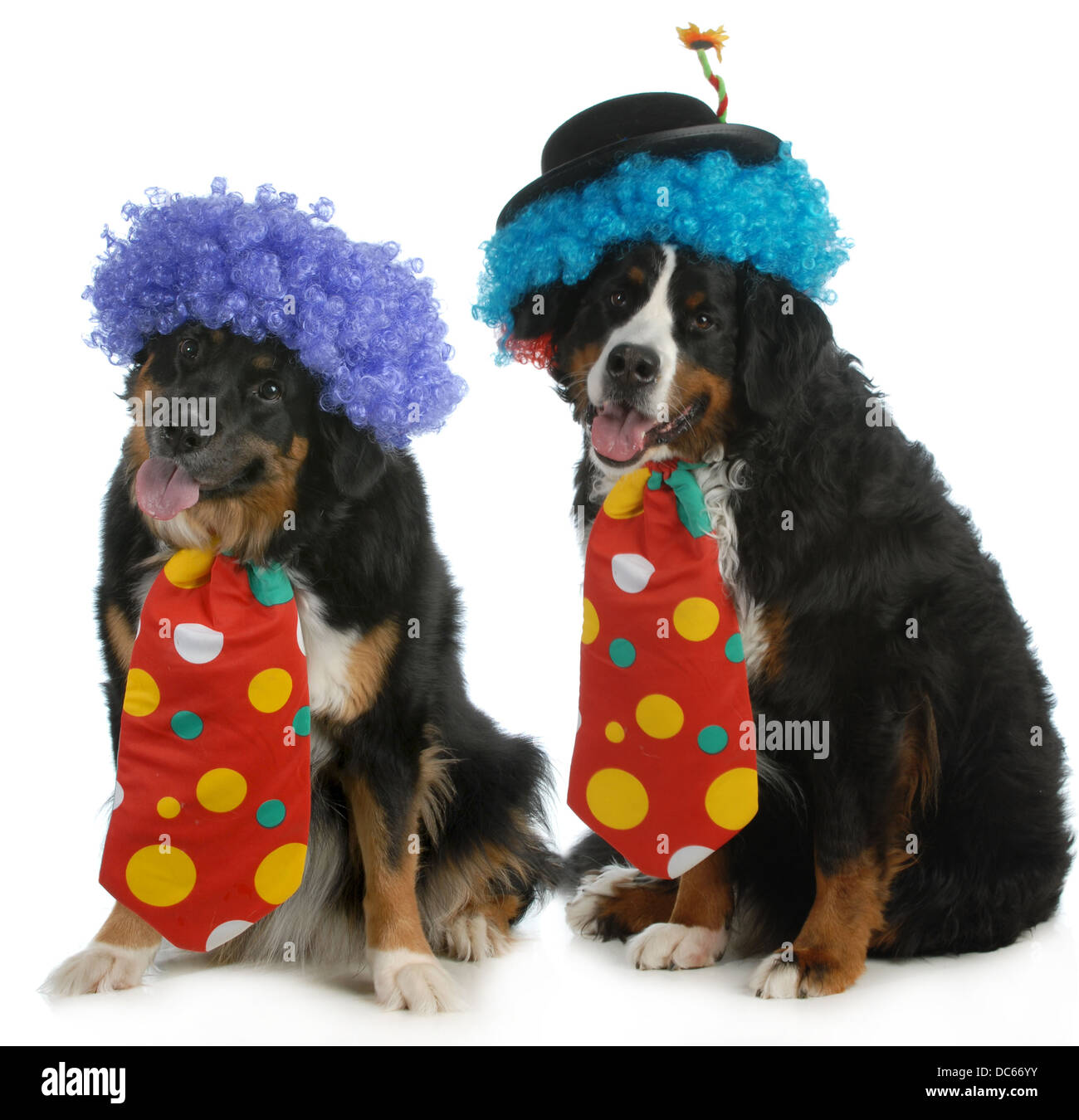 lustige Hunde - zwei Berner Sennenhunde gekleidet wie Clowns auf weißem  Hintergrund Stockfotografie - Alamy