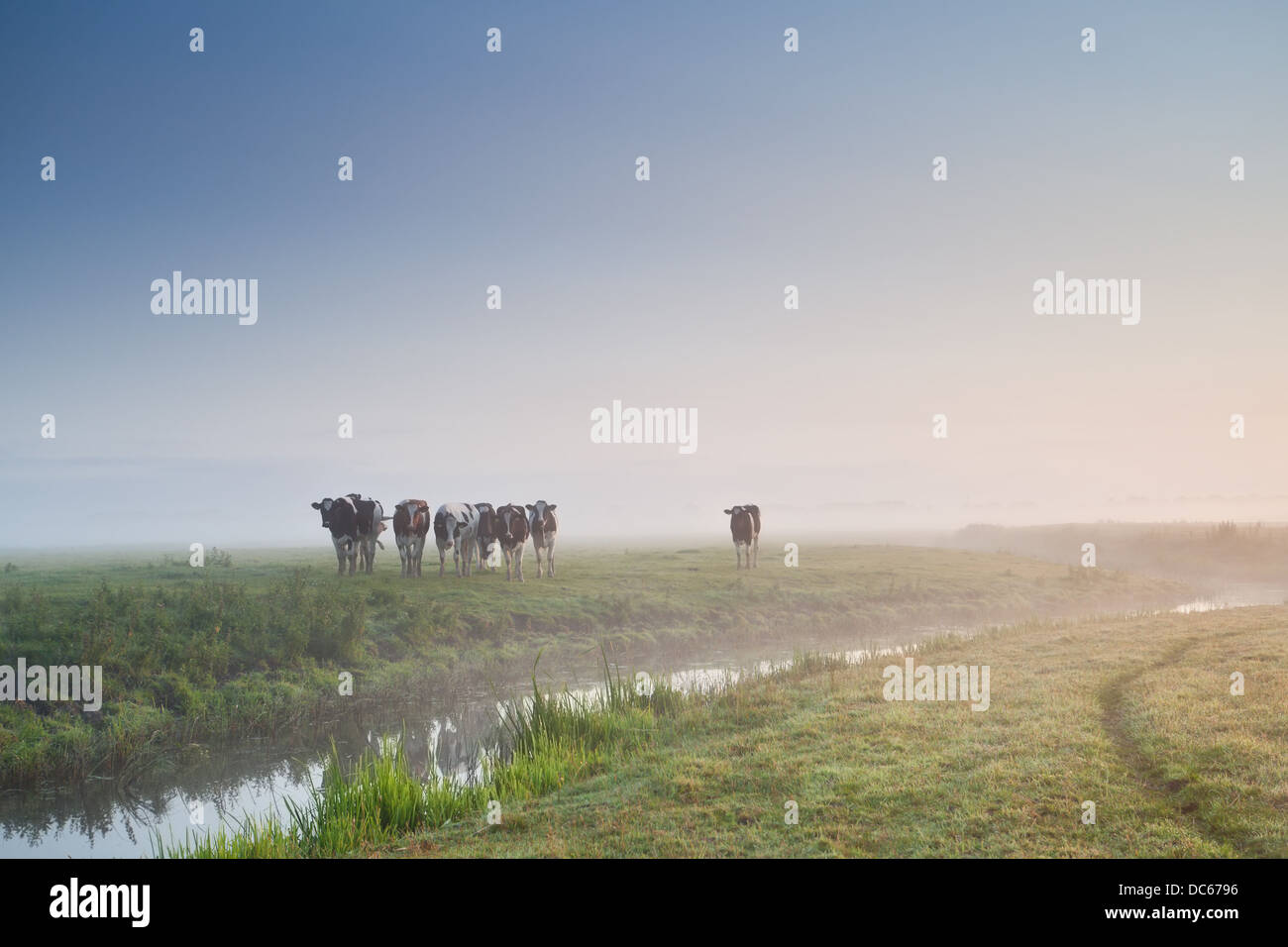 Rinder am Morgen Weiden im Nebel bei Sonnenaufgang Stockfoto