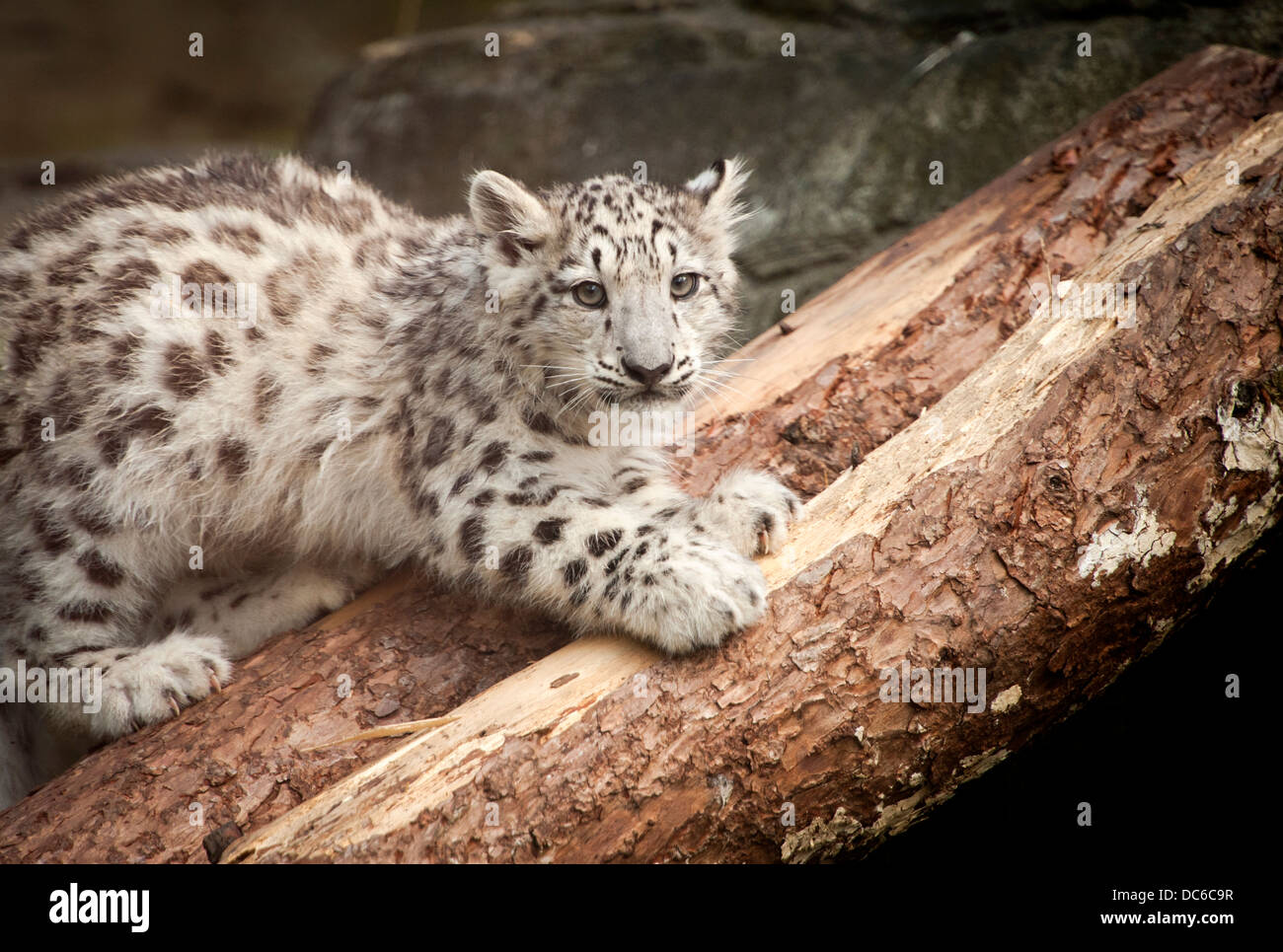 Snow Leopard Cub auf Baum Stockfoto