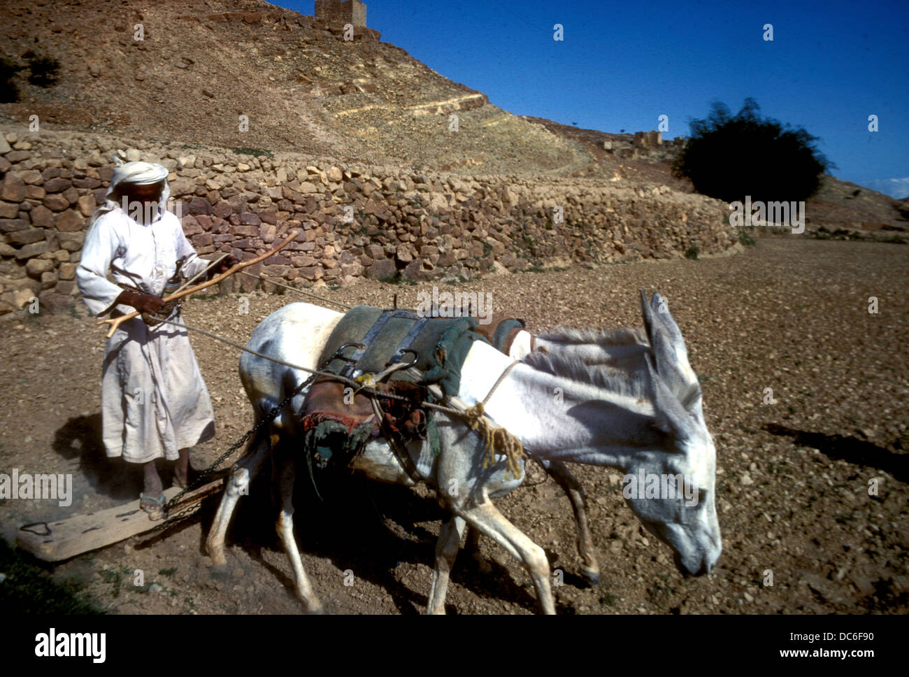 Ein Landwirt pflügen den Boden mit einem Esel gezogen hölzernen Pflug in den Bergen von Jemen Stockfoto