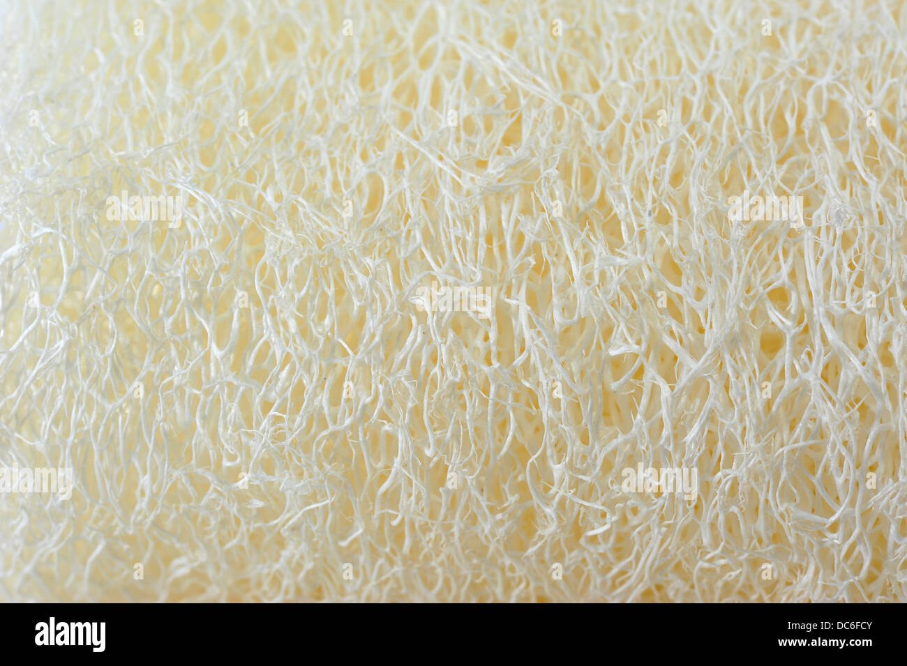 Luffa Textur Stockfoto