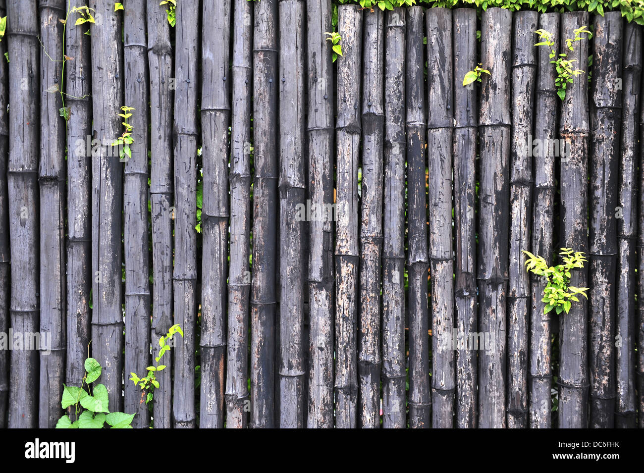 Bambus-Wand Stockfoto