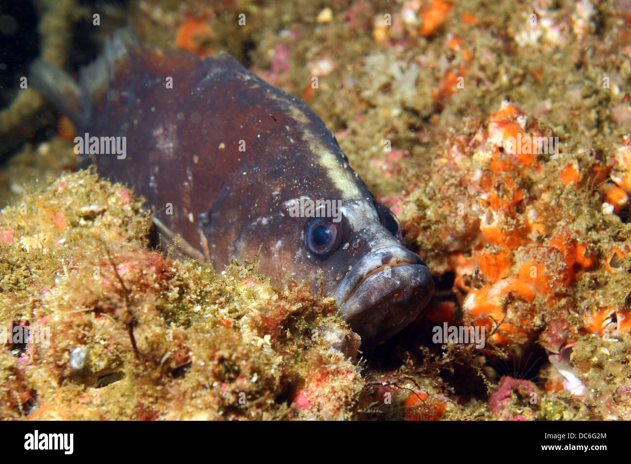 Ein White Spotted Soapfish versteckt sich in einer Felsspalte Stockfoto