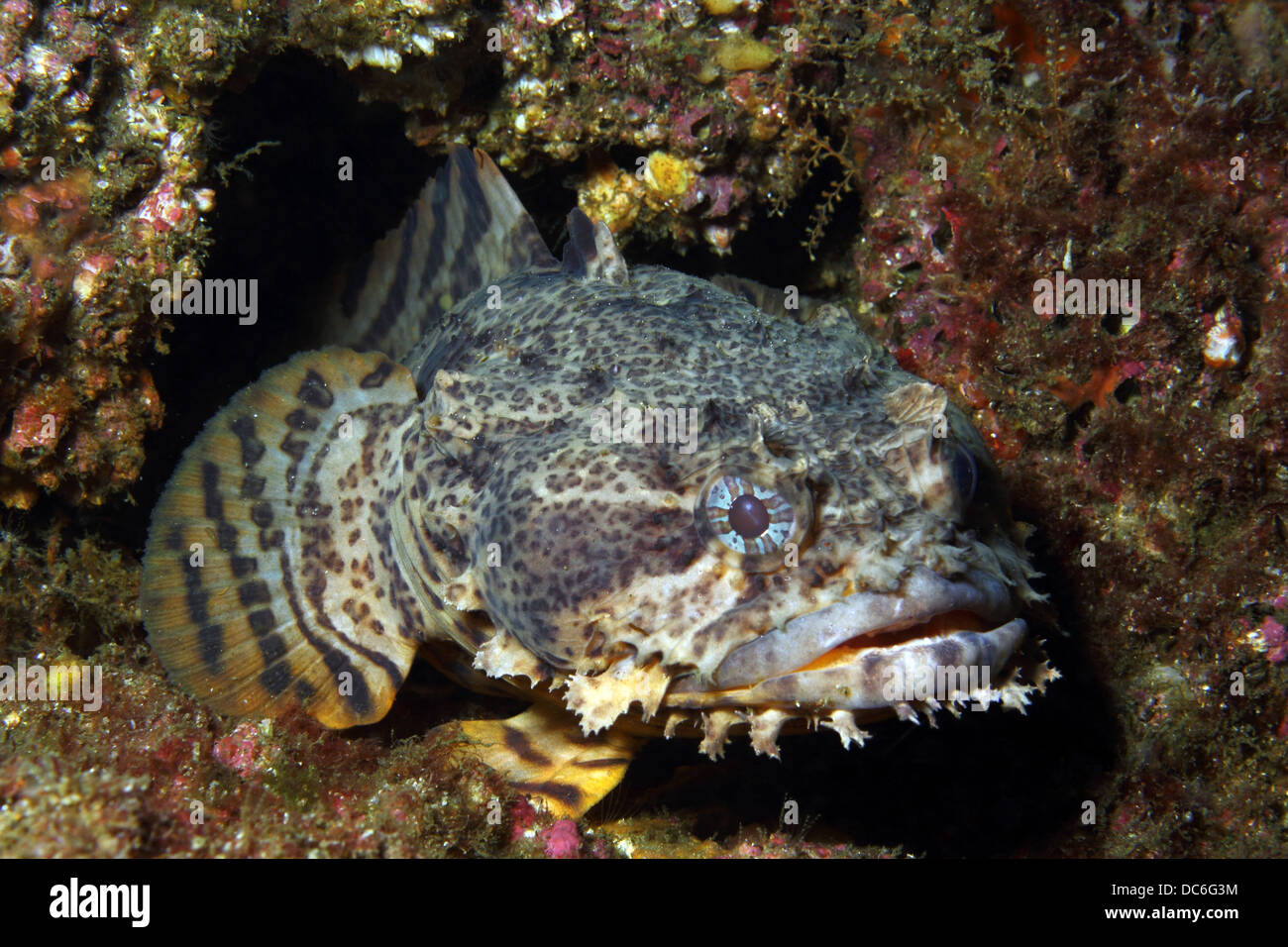 Eine Auster Krötenfisch wartet in seiner Höhle Stockfoto