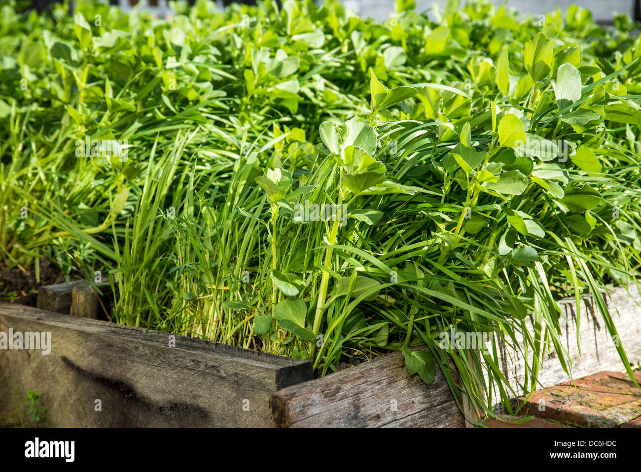 Eine Grndngung Ernte von Bohnen, Lupinen, Roggen, genht Frhling Garten  Betten zu dngen Stockfotografie - Alamy