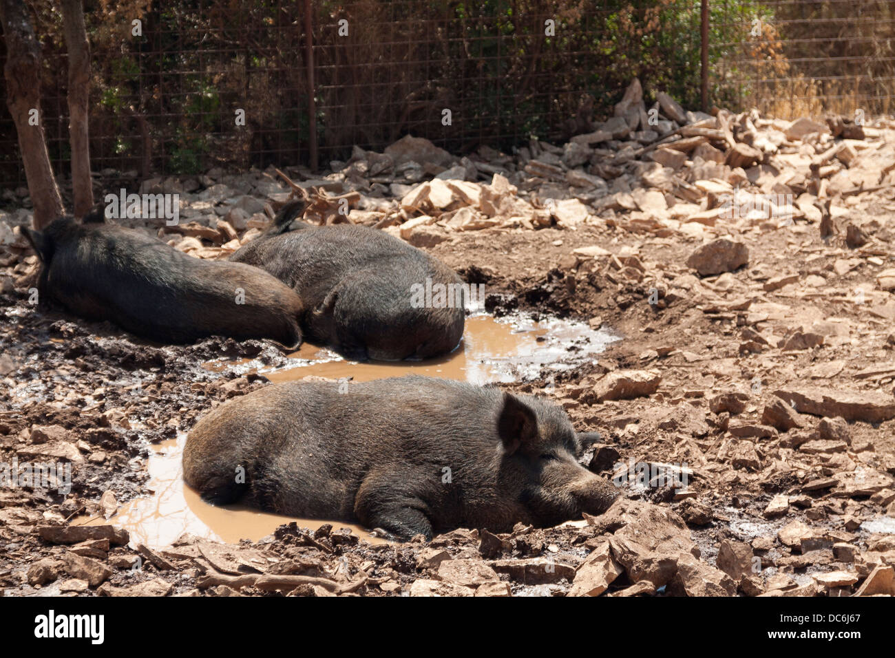 Wildschweine (Sus Scrofa) im Natur Park Sutivan auf der Insel Brač, Kroatien Stockfoto