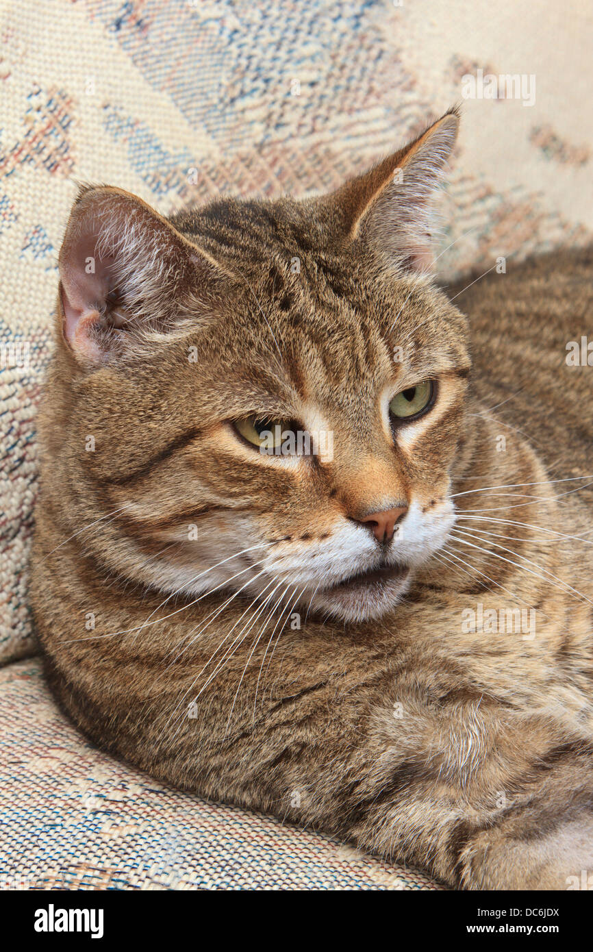 Housecat herumliegen. Stockfoto