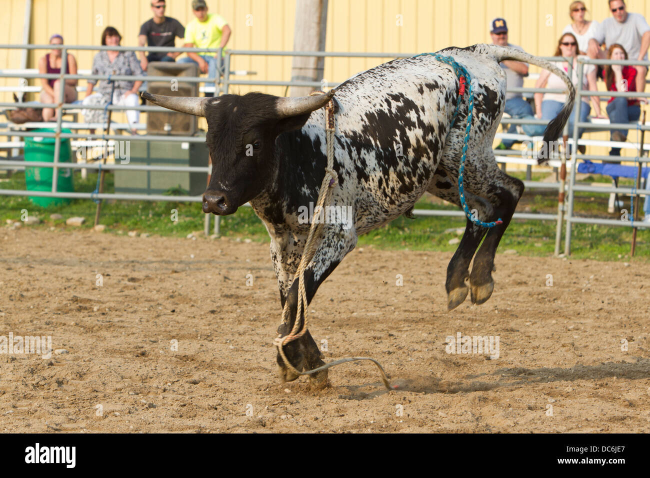 Unberittenen Bull beim Rodeo. Stockfoto