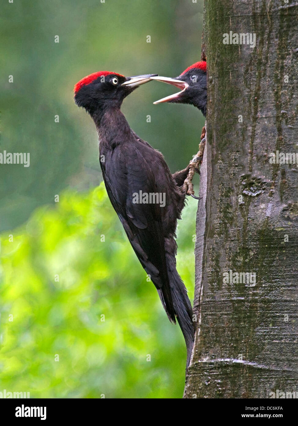 Männliche Schwarzspecht mit junges Männchen am Nest Loch Stockfoto