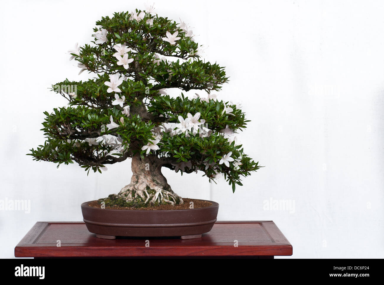 Satsuki-Azalee als Bonsai mit weien Blten Stockfotografie - Alamy