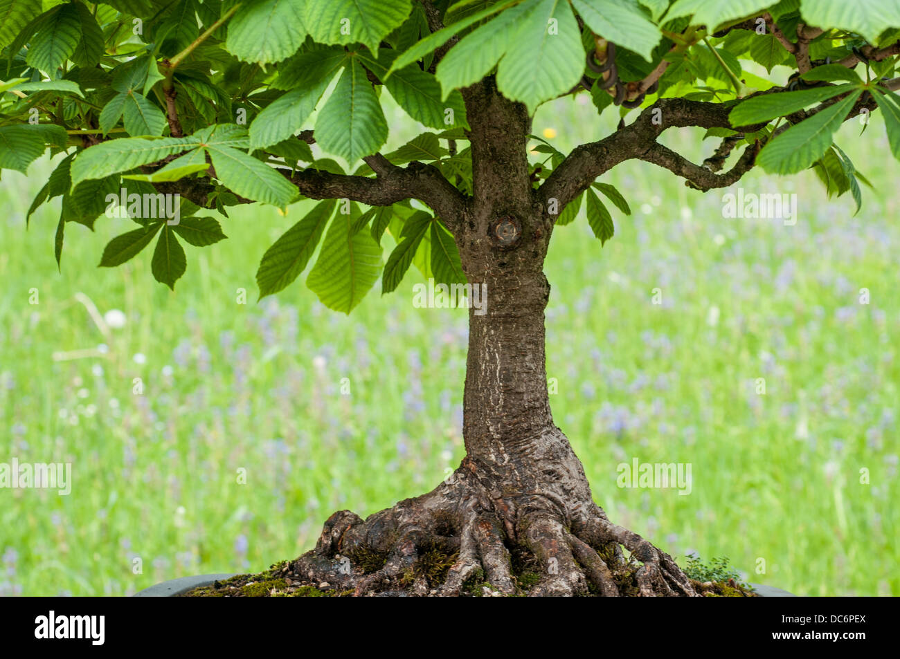Rosskastanie (Aesculus hippocastanum) Bonsai auf einem Holztisch und weiem  Hintergrund Stockfotografie - Alamy
