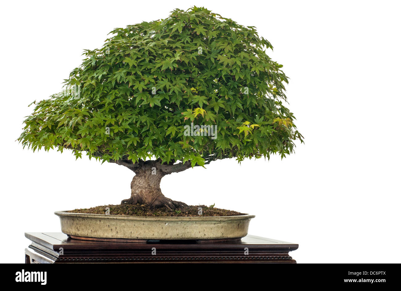 Japanischer Ahorn (Acer Palmatum Kiyohime) isoliert als Bonsai-Baum weiß ist Stockfoto