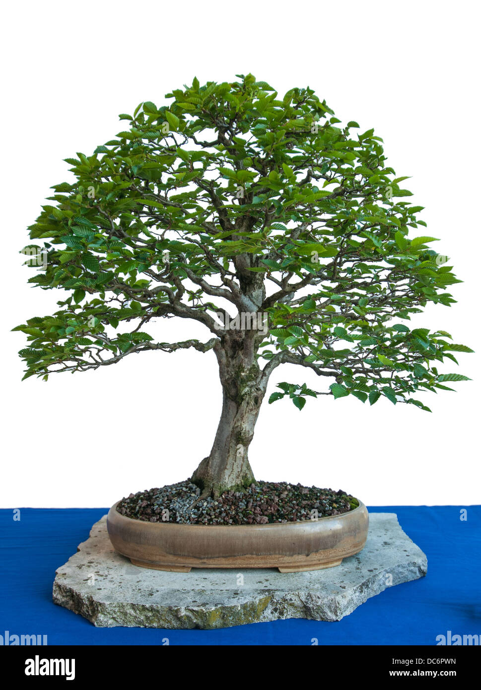 Alte Anlage Hainbuche mit Laub als ein Bonsai-Baum Stockfotografie - Alamy