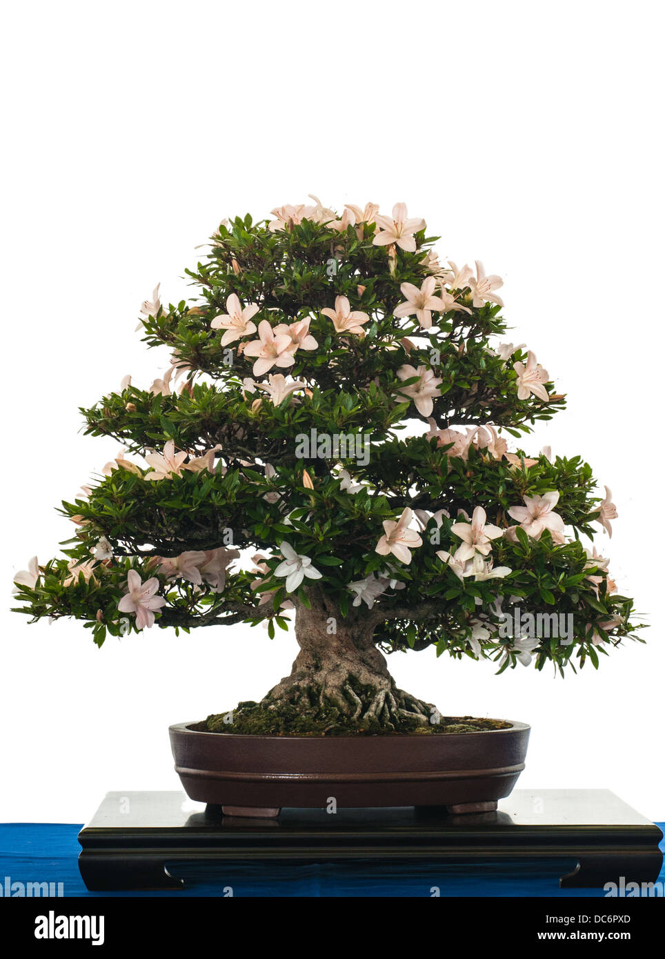 Satsuki-Azalee als Bonsai-Baum blht wei isoliert Stockfotografie - Alamy