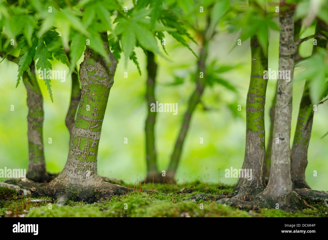 Japanische Ahornbäume (Acer Palmatum) als Bonsai Wald Stockfoto