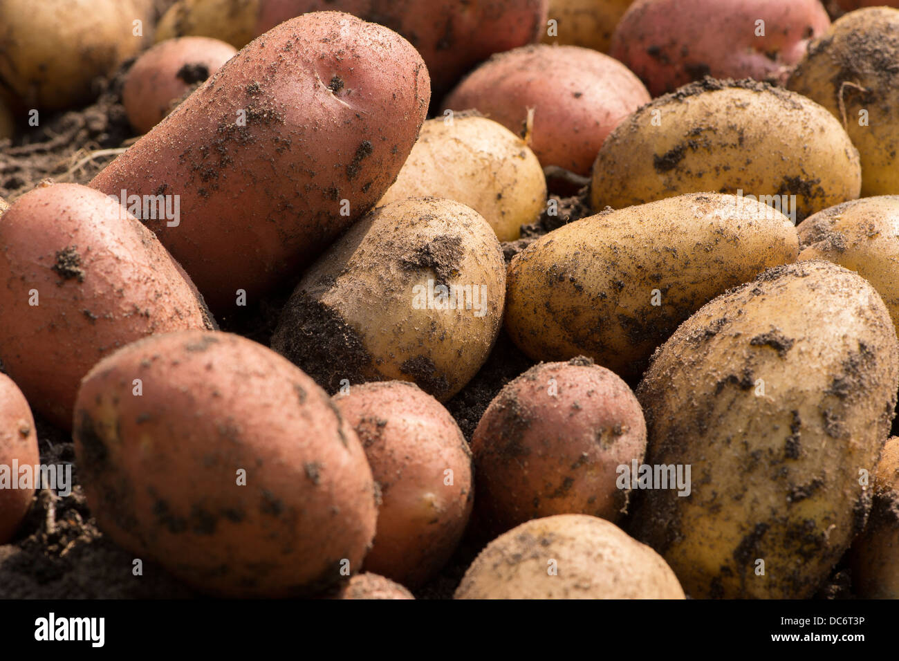 Ernte von frisch gegrabene Kartoffeln Stockfoto