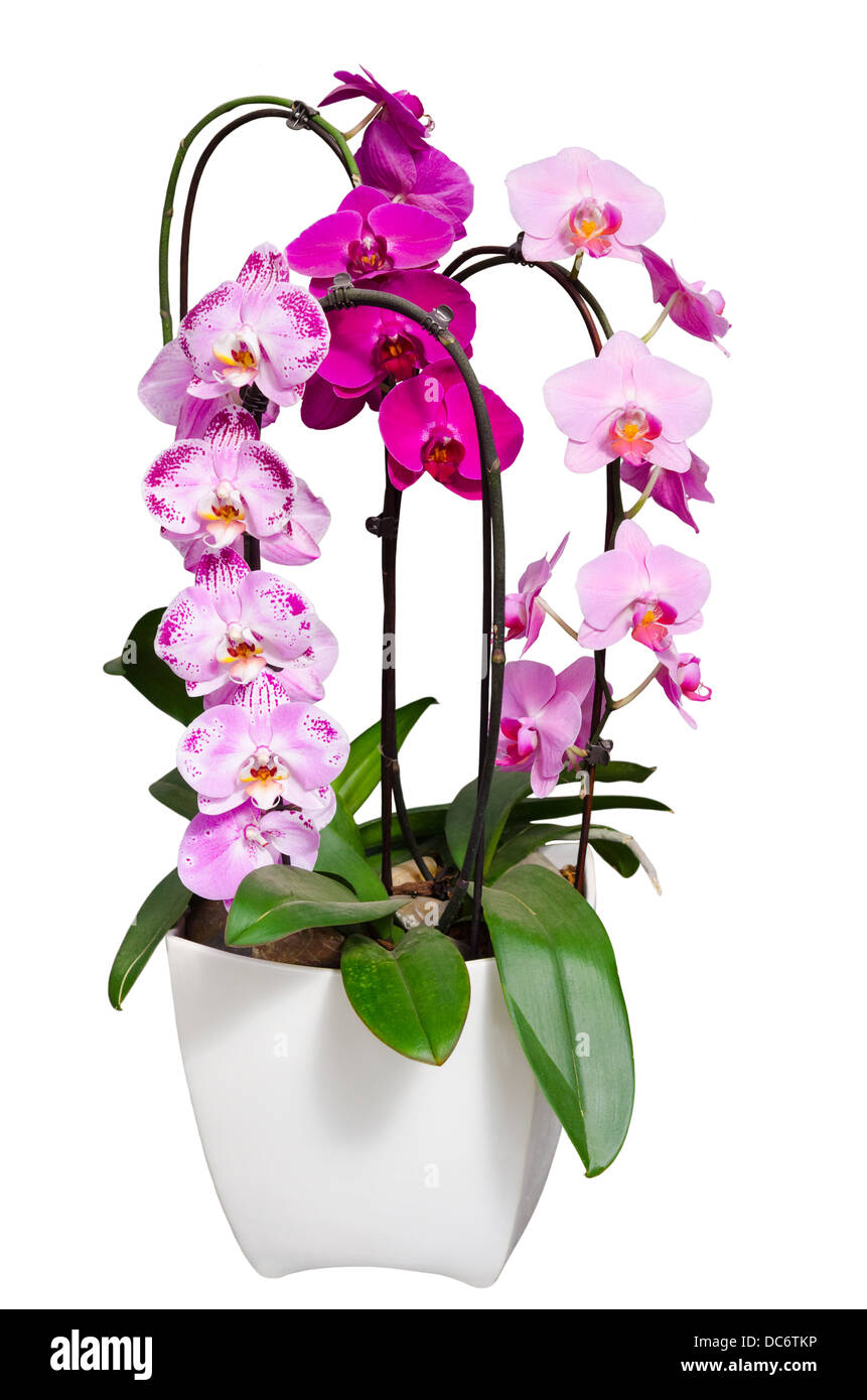 Lila-violetten Orchideen Blüten lebenden in weißen Blumentopf isoliert Stockfoto
