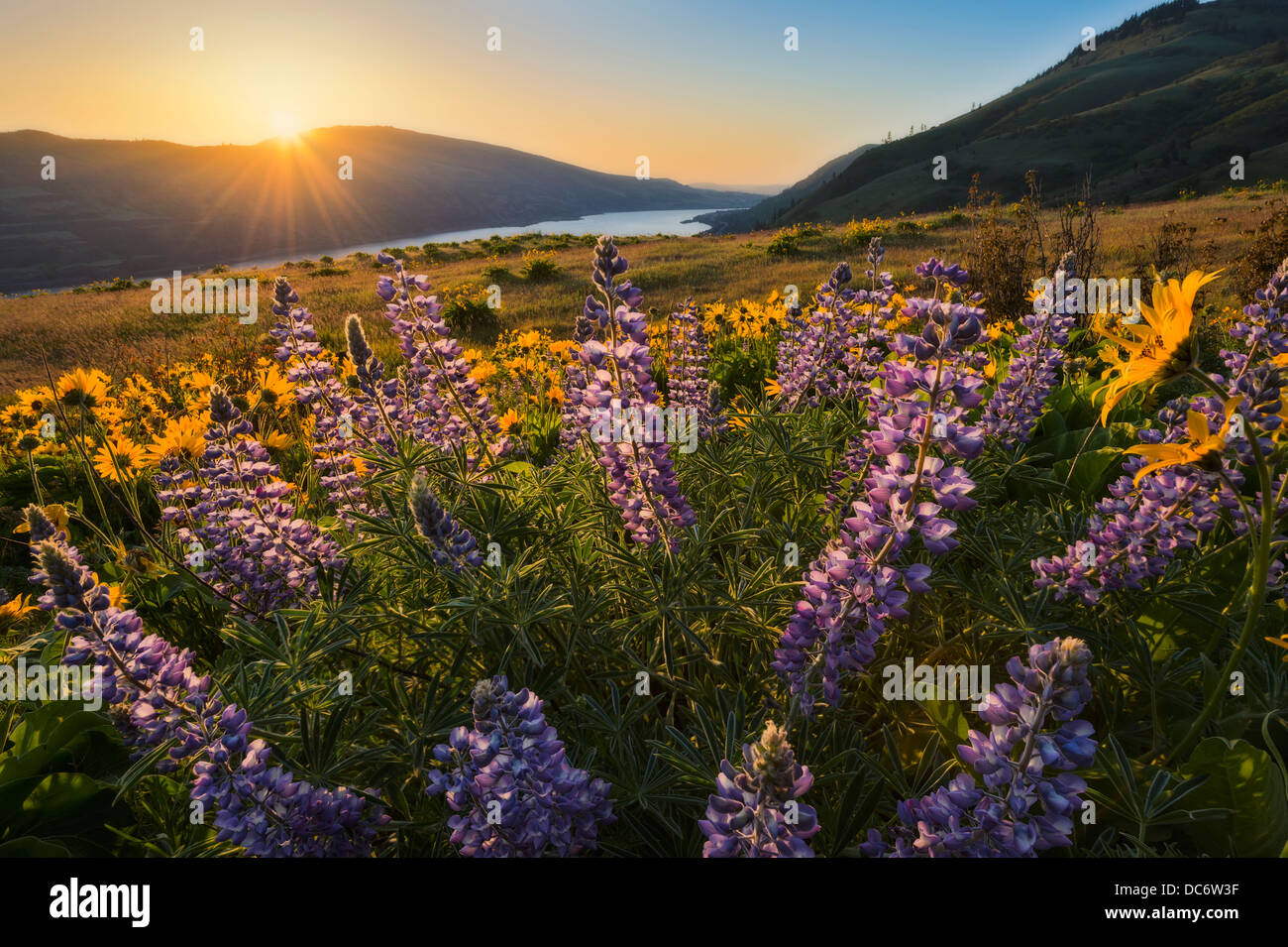 USA, Oregon, Columbia-Schlucht, die Dalles, Wiese Stockfoto