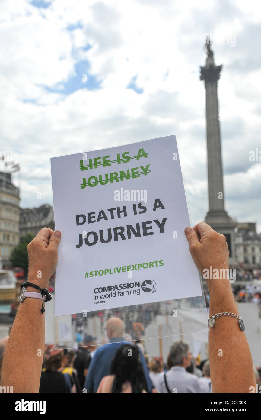 Trafalgar Square, London, UK. 10. August 2013. Demonstranten gegen tierische Lebendtierexporte stehen auf den Stufen vor der National Gallery. Bildnachweis: Matthew Chattle/Alamy Live-Nachrichten Stockfoto