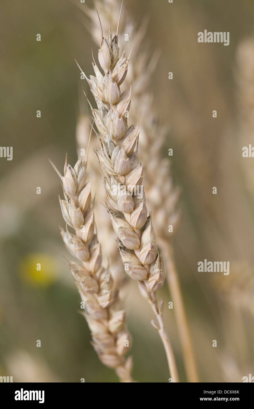 Gemeinsamen Weizen Triticum Aestivum Growing Stockfoto