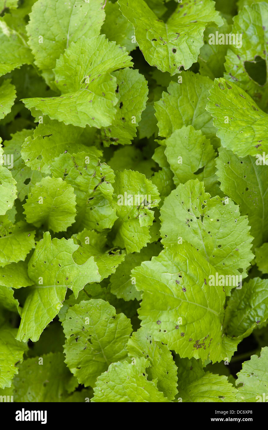 Vietnamesische Senf Brassica Juncea wächst in einem Gemüsegarten Stockfoto