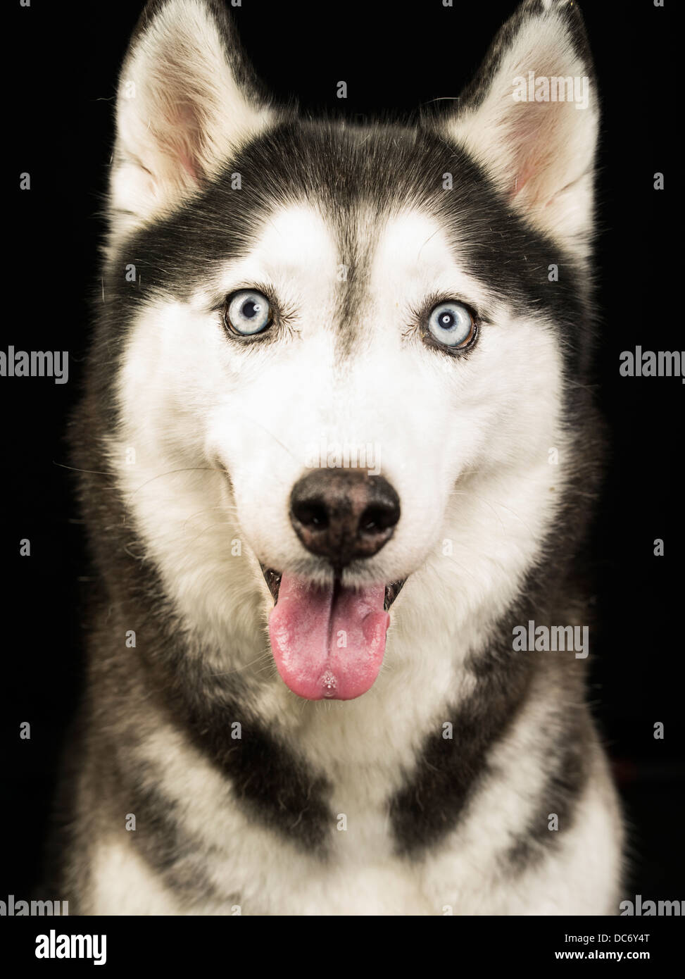 Siberian Husky Hund blaue Augen Zunge auf schwarzem Hintergrund-Porträt Stockfoto