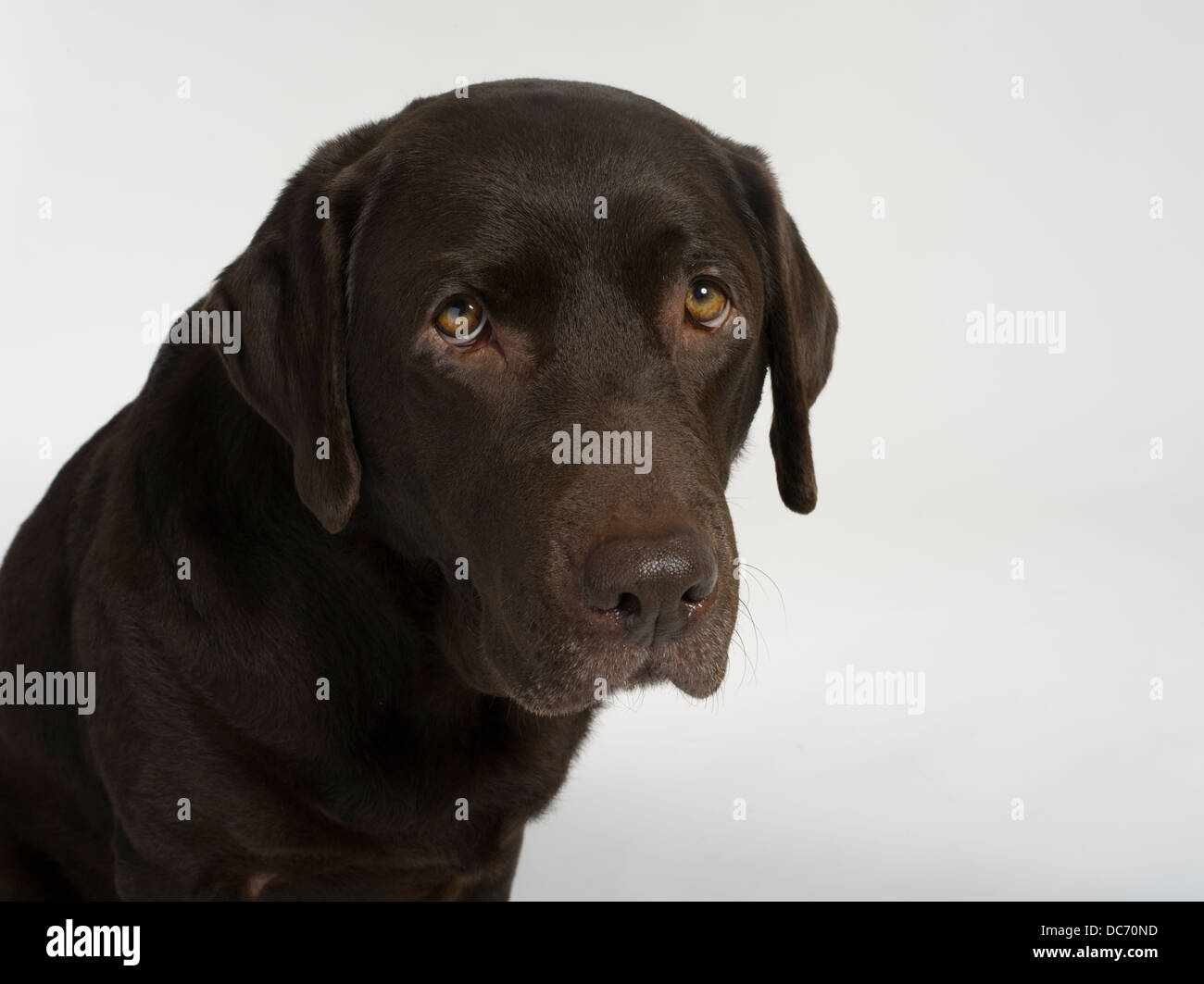 Chocolate Labrador Retriever sucht traurig Stockfoto