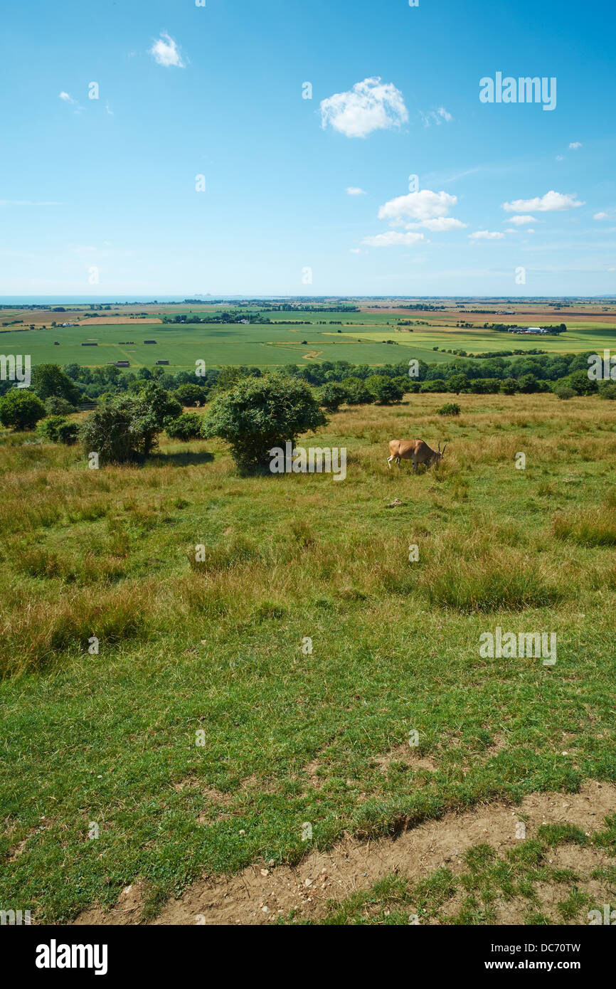 Blick über die Felder im Port Lympne Wild Animal Park in der Nähe von Hythe Kent UK Stockfoto