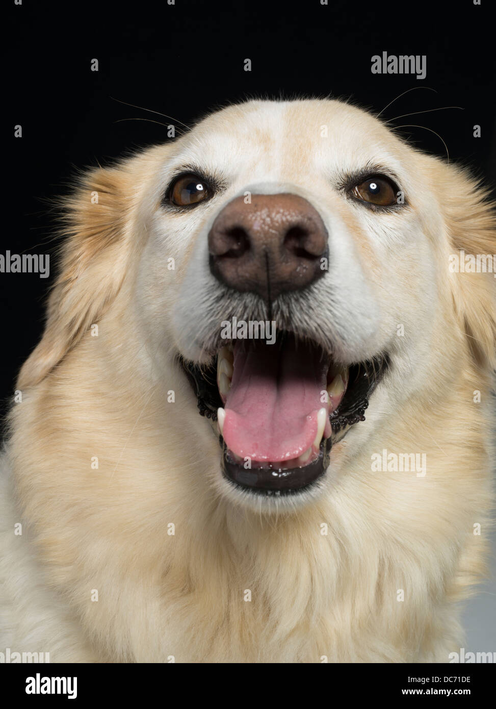 Golden Retriever-Collie Mix gekreuzt Hybrid bekannt als Gollie oder goldene Collie Stockfoto