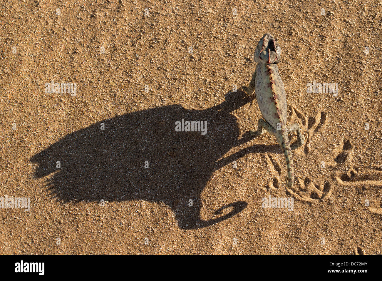 Namaqua Chamäleon (Chamaeleo Namaquensis), Namib-Wüste, Namibia, April 2013 Stockfoto