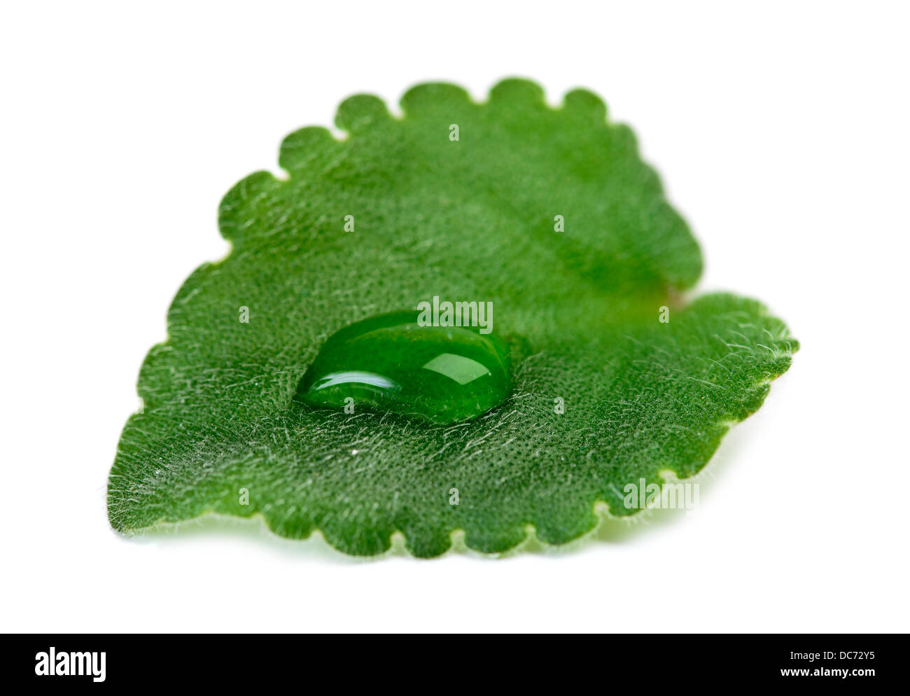 Grünes Blatt mit Wasser Tropfen Makro über weiß Stockfoto