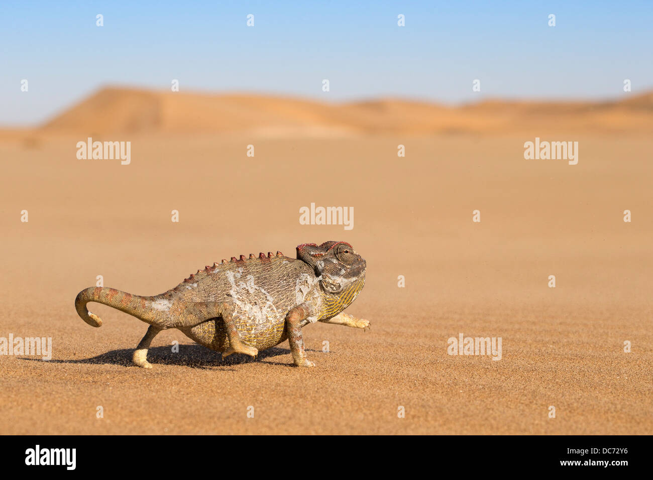 Namaqua Chamäleon (Chamaeleo Namaquensis), Namib-Wüste, Namibia, April 2013 Stockfoto