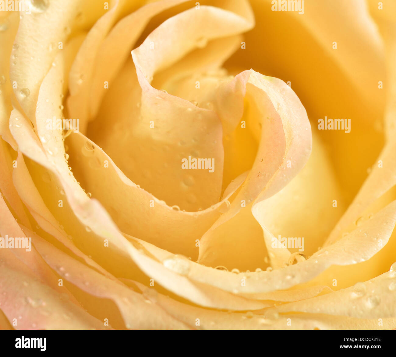 Gelbe rose Knospe Makro mit Wassertropfen Stockfoto
