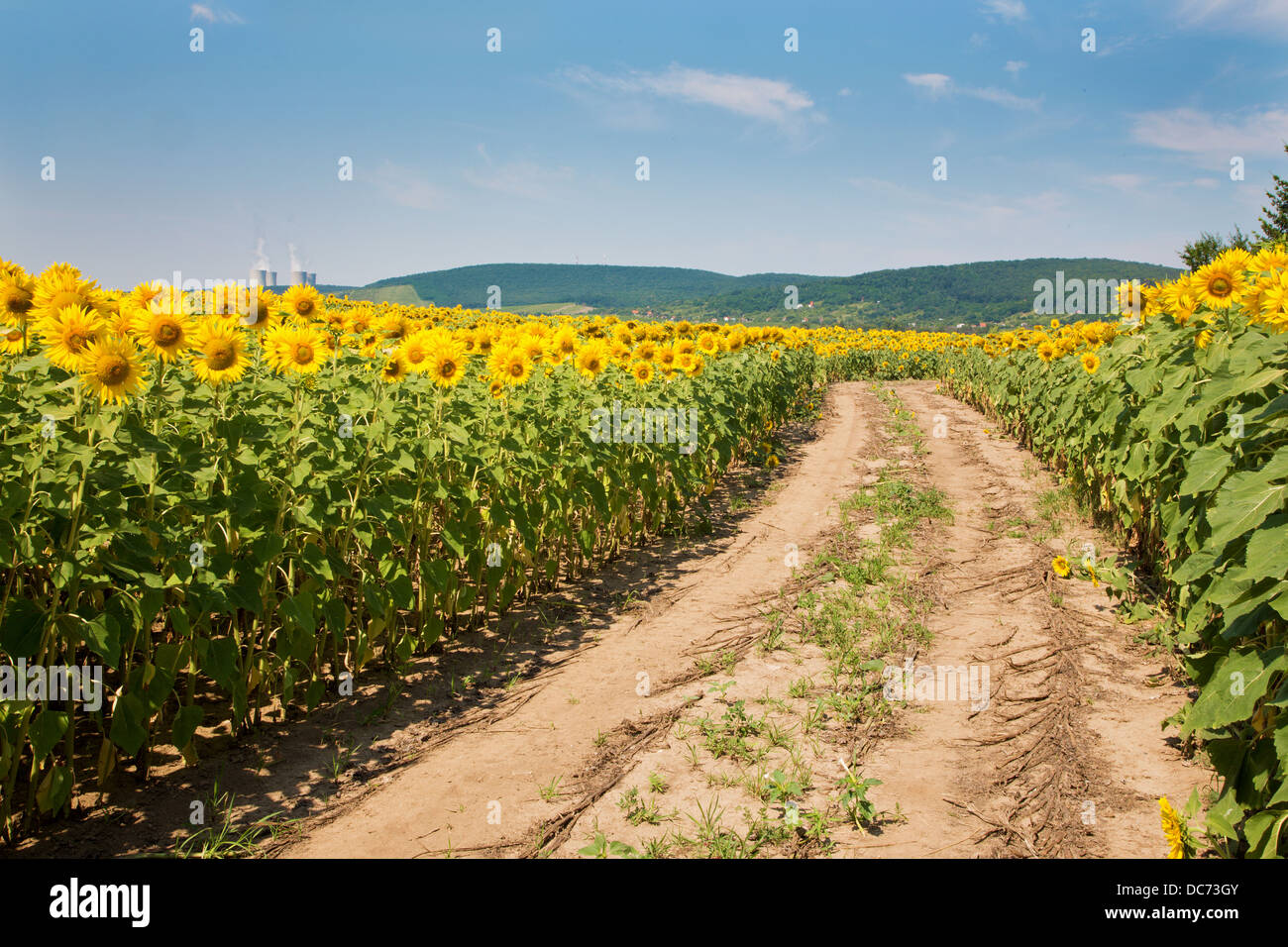 Weise auf Feld von Sonnenblumen Stockfoto
