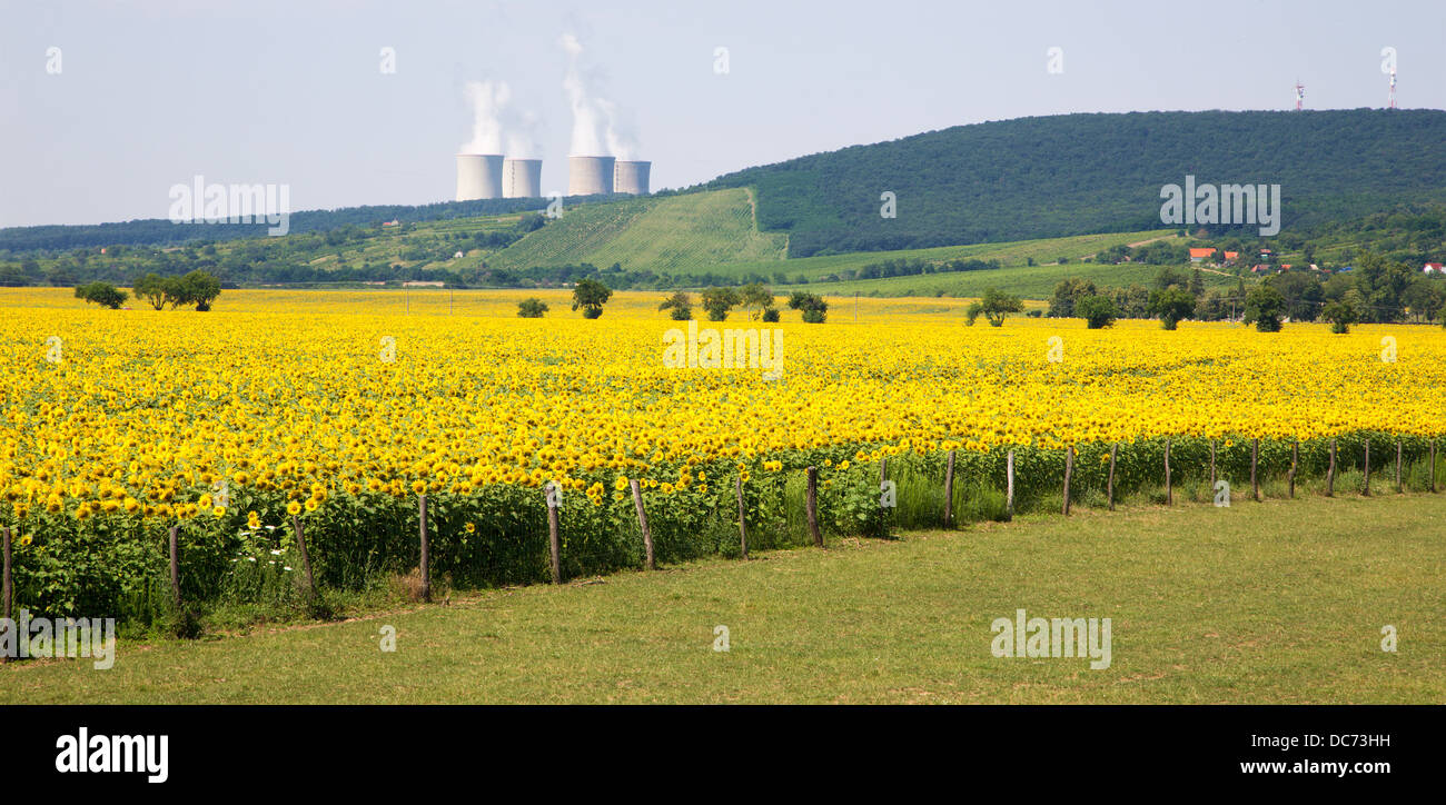 Sonnenblumen und Atomkraftwerk Mochovce - Slowakei. Stockfoto