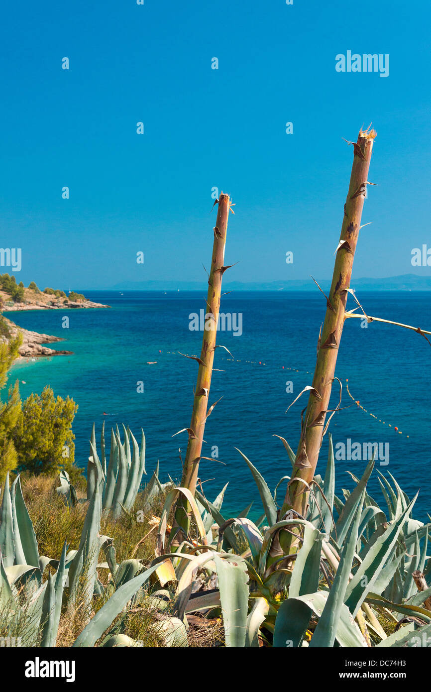 Agaven im Dorf Murvica, Kroatien Stockfotografie - Alamy