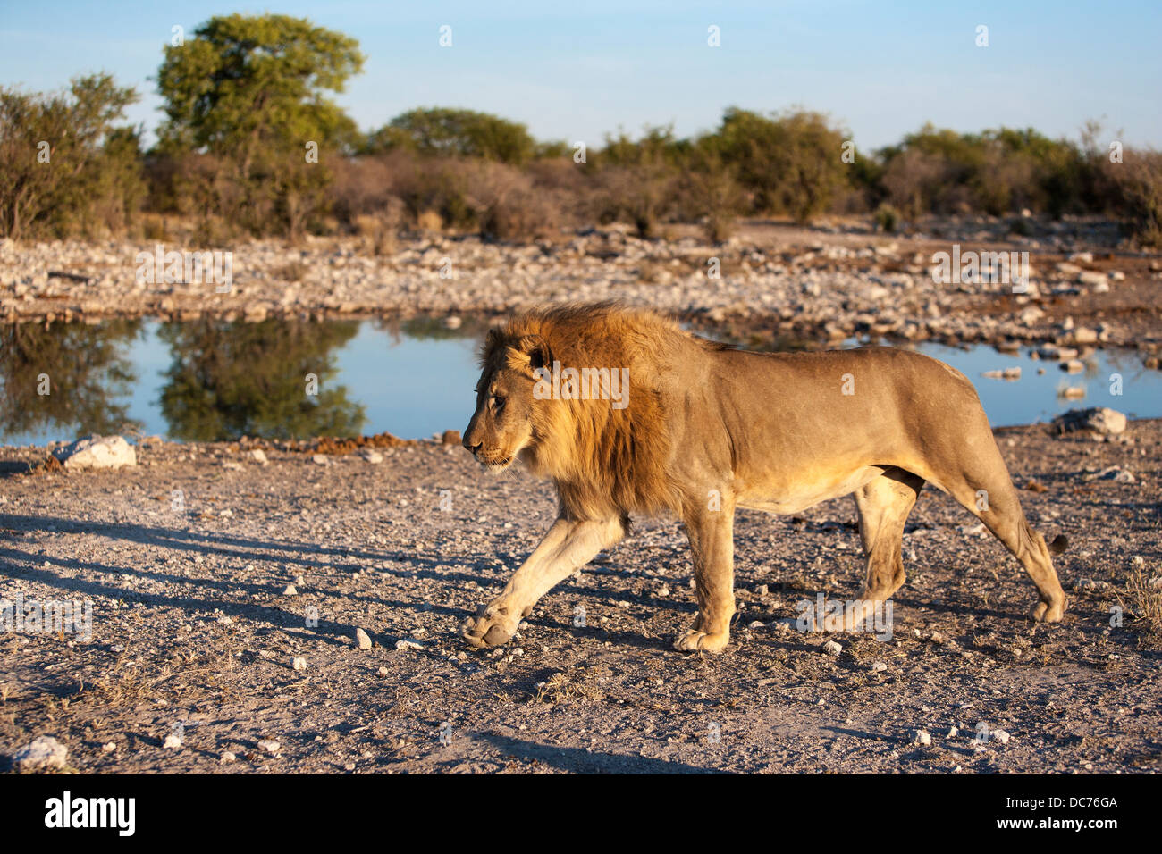 Löwe männlich (Panthera Leo), Etosha Nationalpark, Namibia Stockfoto