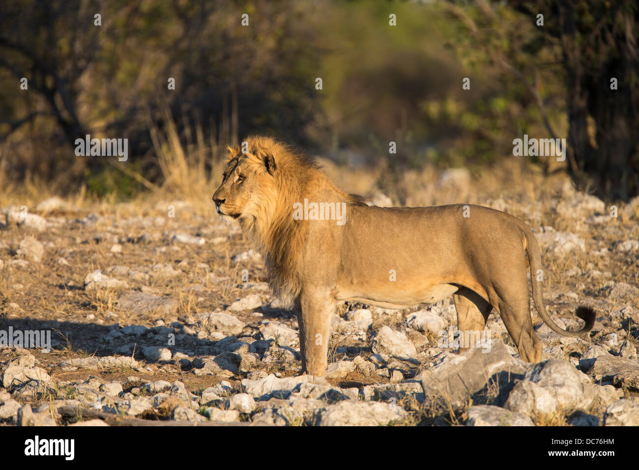 Löwe männlich (Panthera Leo), Etosha Nationalpark, Namibia Stockfoto