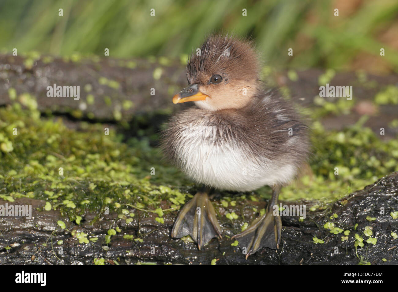 Kapuzen-Prototyp (Lophodytes Cucullatus) Stockfoto