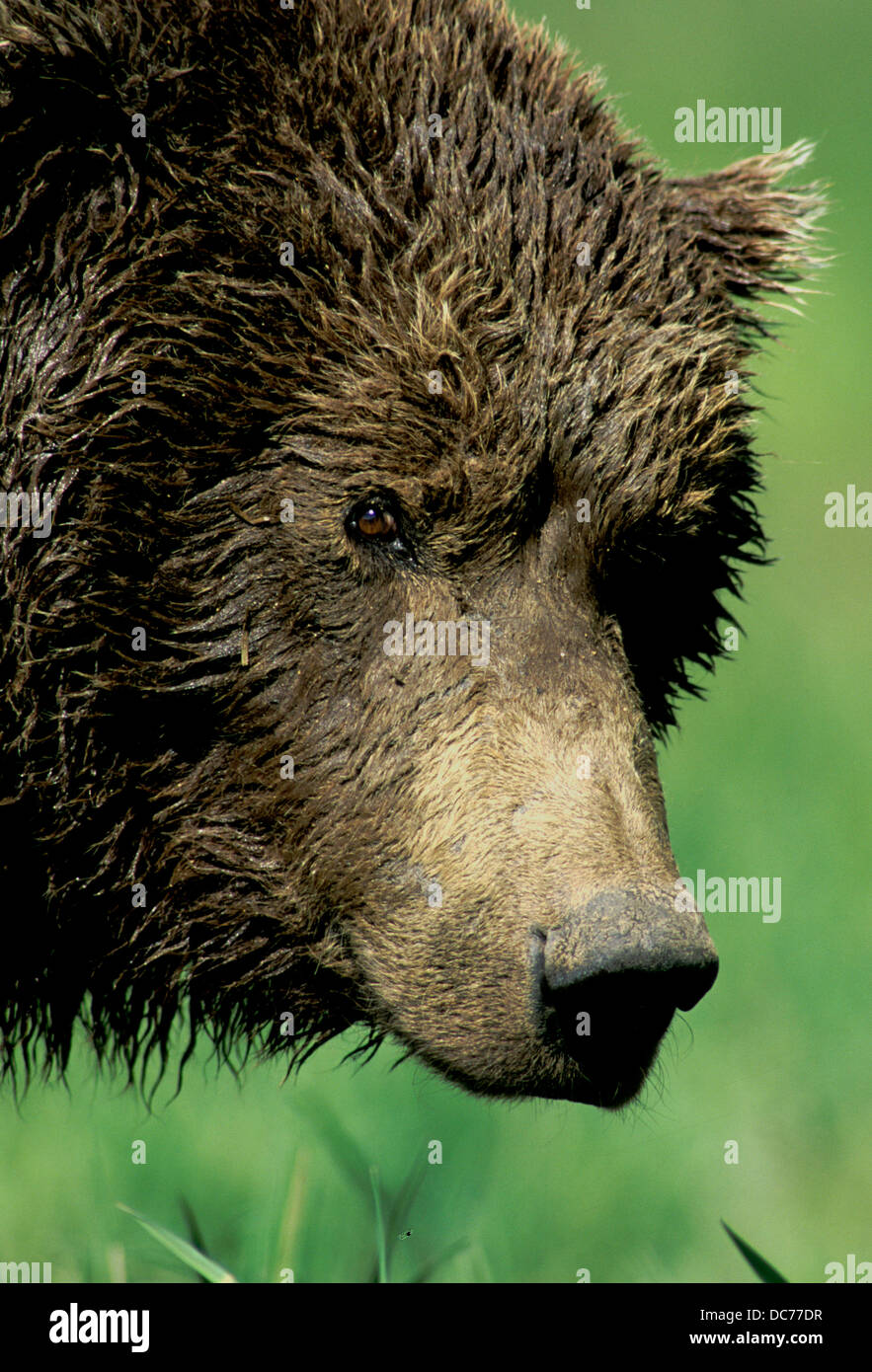 Braunbären (Ursus Arctos) in Segge Wiese, Kukak Bay, Katmai Nationalpark, Alaska Stockfoto