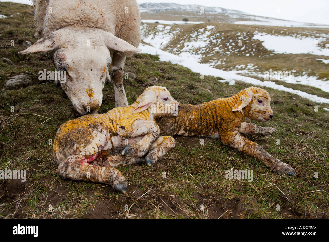 Texel Ewe mit Neugeborenen zwei Lämmer in schneebedeckten Feld. Stockfoto