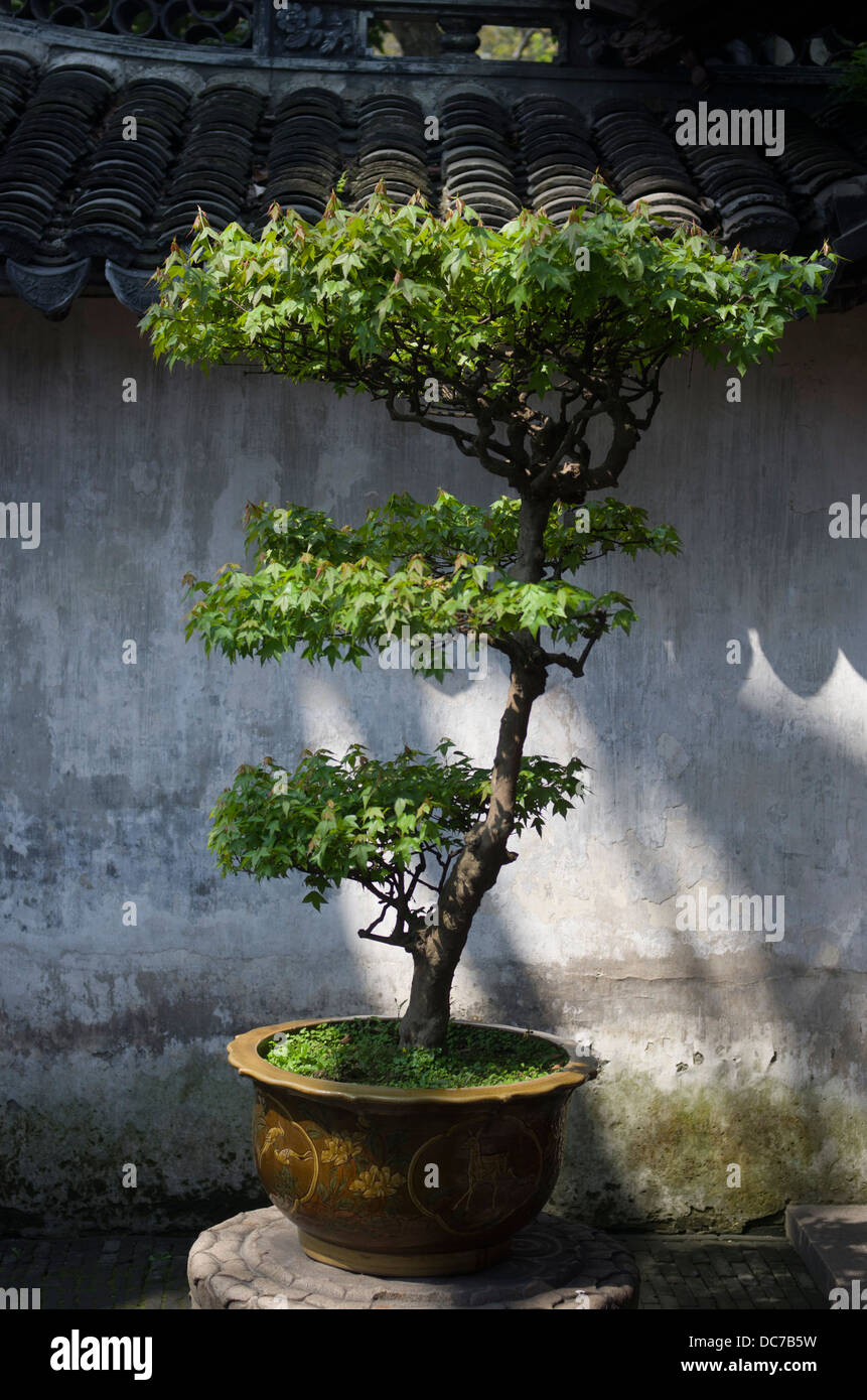 Dekorativer Baum (Bonsai) Yu-Garten / Yu-Garten, chinesischer Garten befindet sich neben Gog-Stadt-Tempel, Altstadt, Shanghai, China Stockfoto