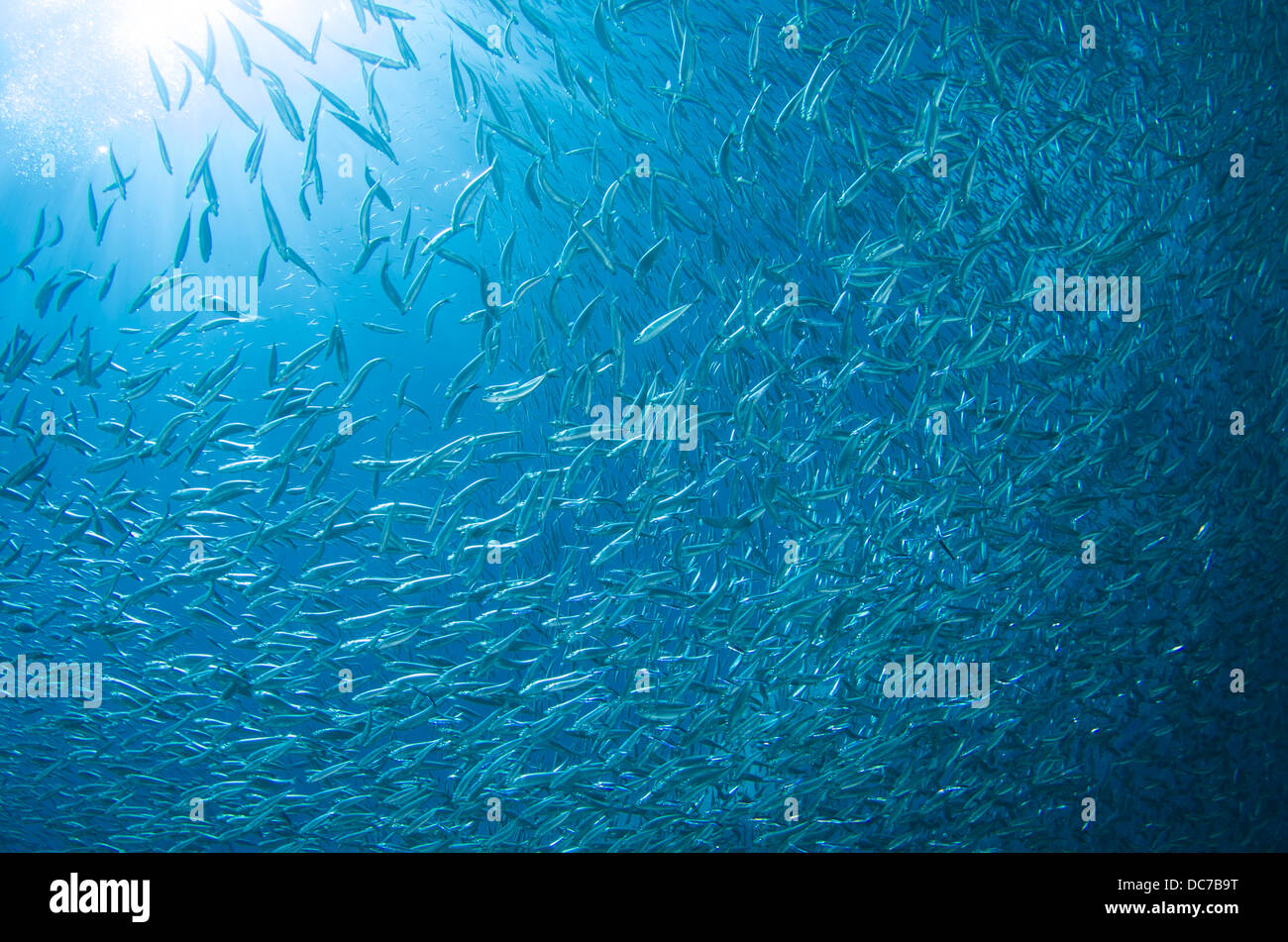 Spratelloides Gracilis - Silber-Streifen Runde Hering Schwarm / bait Ball am Kap Maeda, Okinawa. Stockfoto