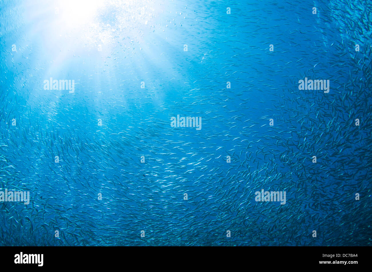 Spratelloides Gracilis - Silber-Streifen Runde Hering Schwarm / bait Ball am Kap Maeda, Okinawa. Stockfoto