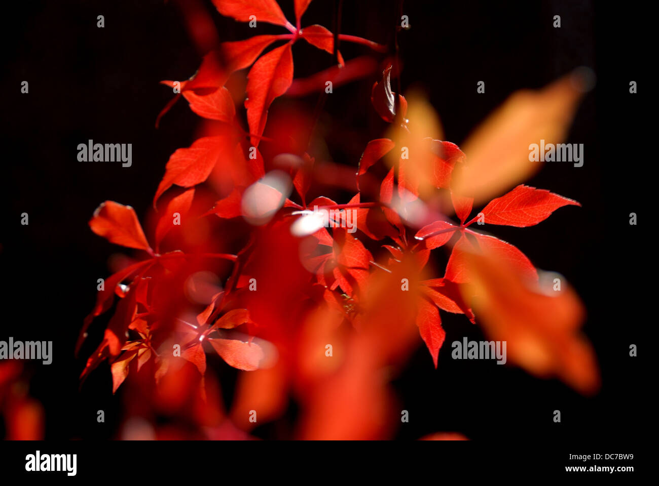 Clematis, Herbst Farben Stockfoto