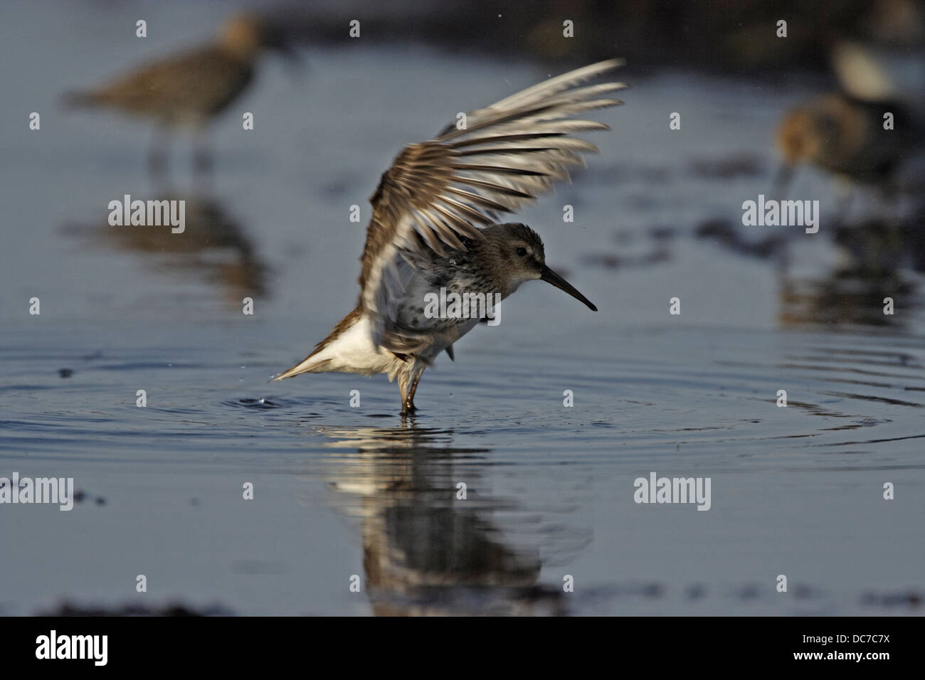 Alpenstrandläufer (Calidris Alpina) mit den Flügeln Stockfoto