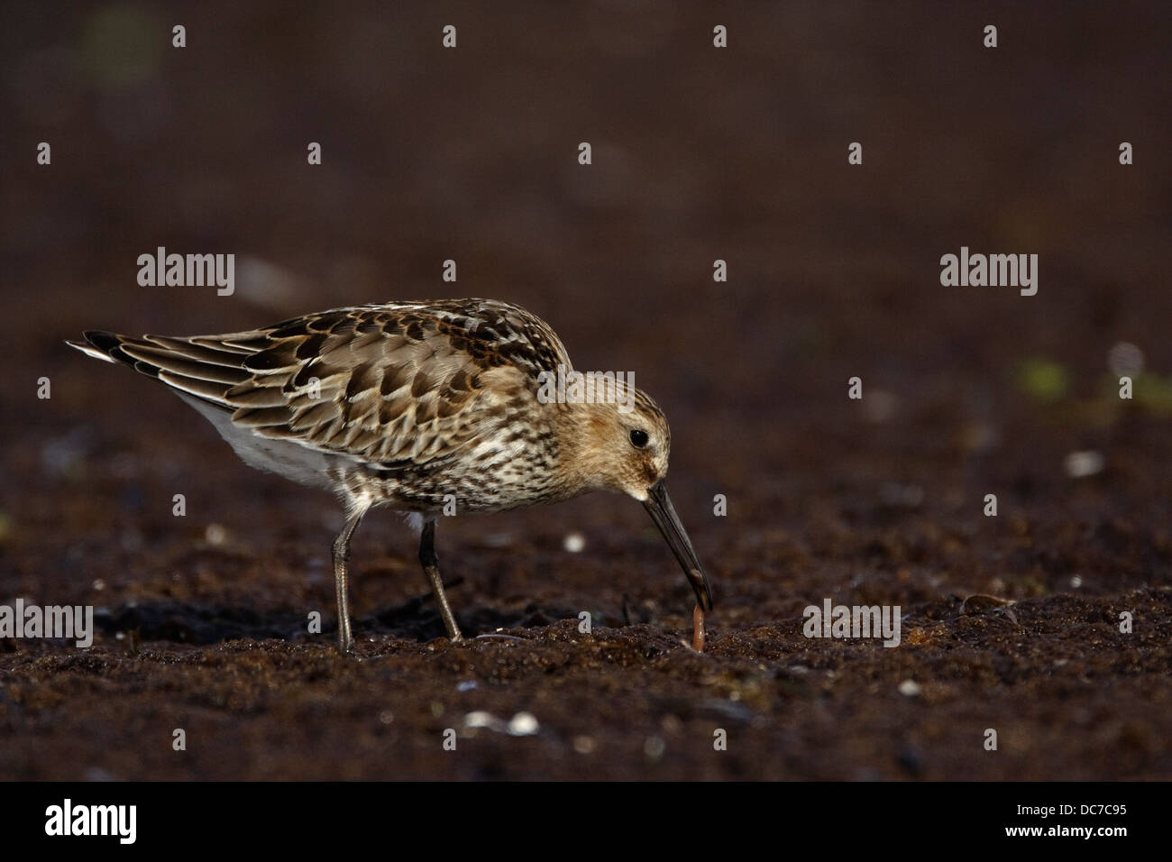 Alpenstrandläufer (Calidris Alpina) isst Sandwurm Stockfoto