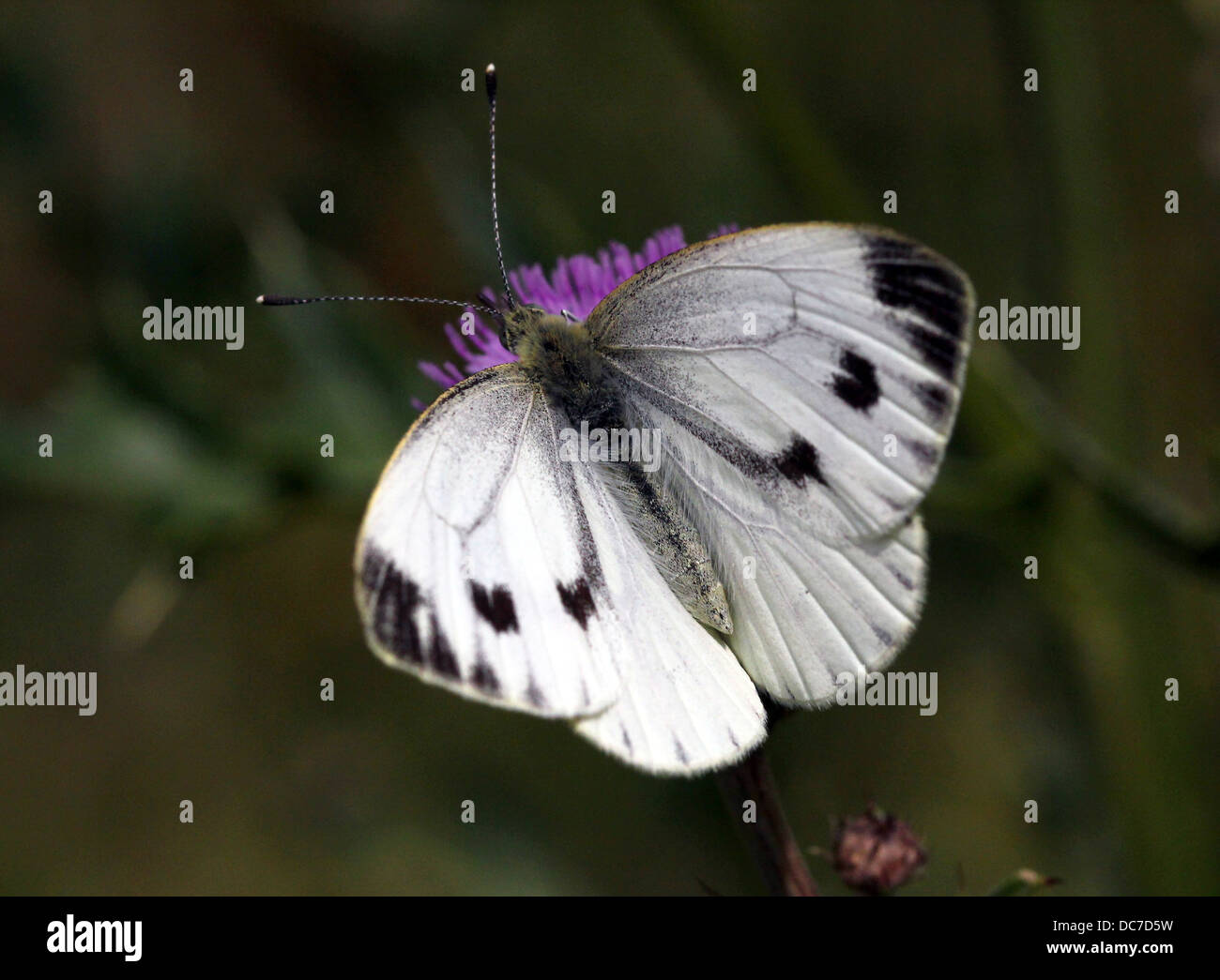 Weiblichen großen Kohlweißling (Pieris Brassicae) auf Futtersuche auf verschiedenen lila Blüten mit Flügeln offen und geschlossen Stockfoto
