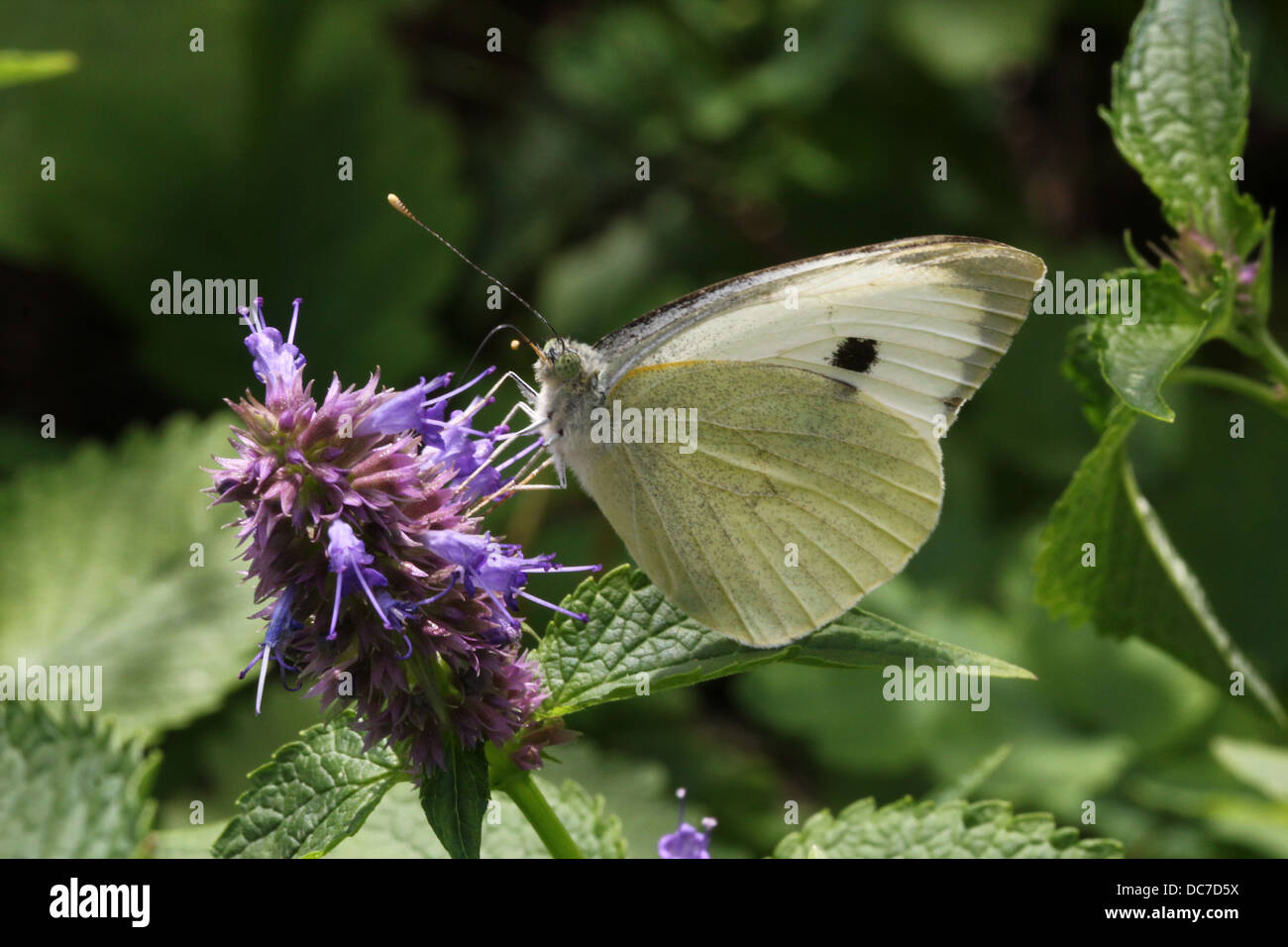 Weiblichen großen Kohlweißling (Pieris Brassicae) auf Futtersuche auf verschiedenen lila Blüten mit Flügeln offen und geschlossen Stockfoto